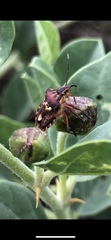 Codophila varia