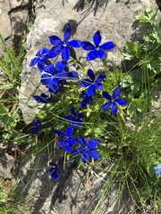 Gentiana bavarica