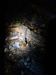 Pyrocoelia praetexta