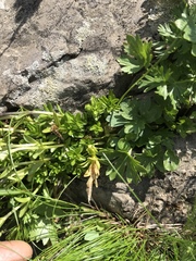 Gentiana bavarica