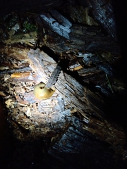 Pyrocoelia praetexta