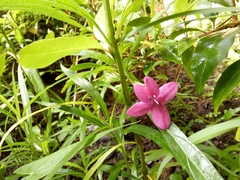 Pseuderanthemum laxiflorum