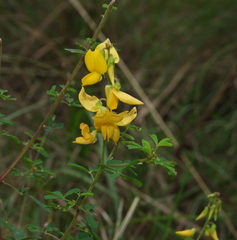 Crotalaria medicaginea