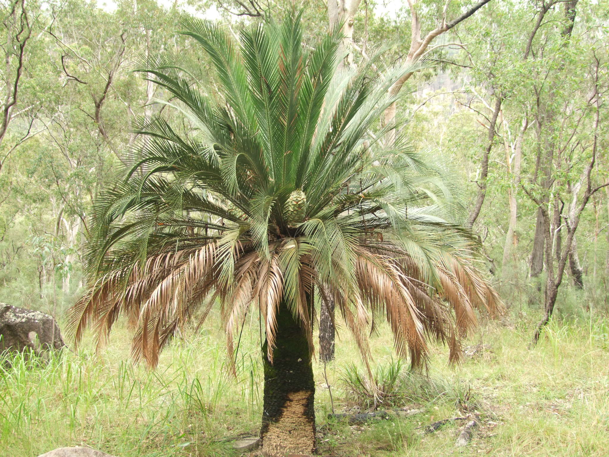 Macrozamia moorei
