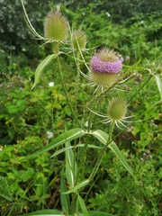 Dipsacus fullonum