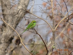 Merops viridissimus