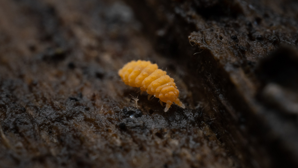 Bilobella aurantiaca