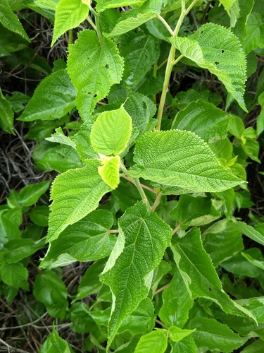Urera aurantiaca, photograph 6
