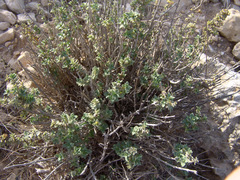 Origanum dayi