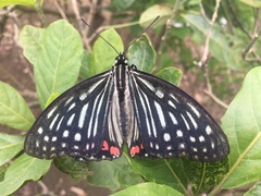 Hestina assimilis formosana