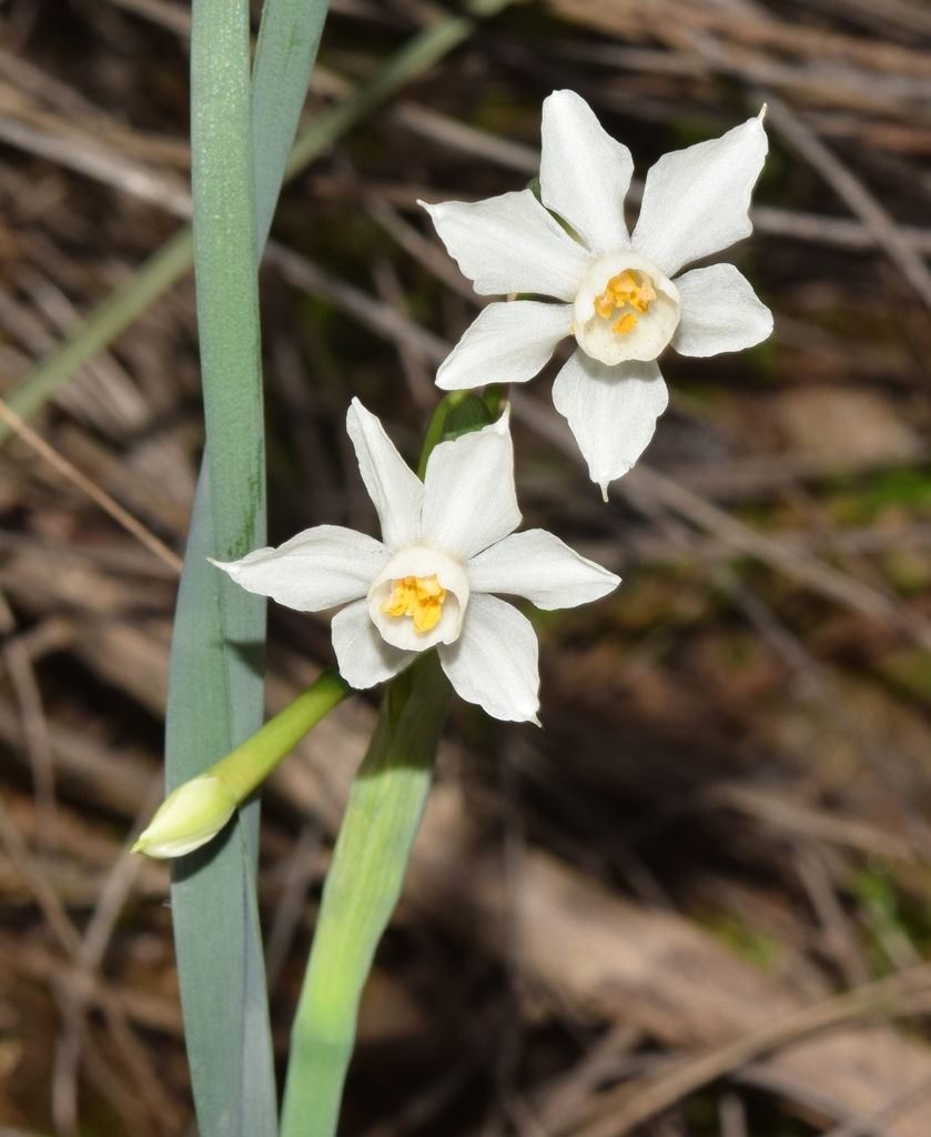 Narcissus tortifolius