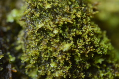 Leptoscyphus cuneifolius