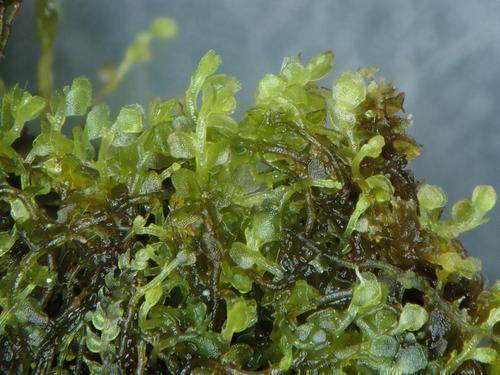 Wedge Flapwort