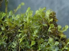 Leptoscyphus cuneifolius