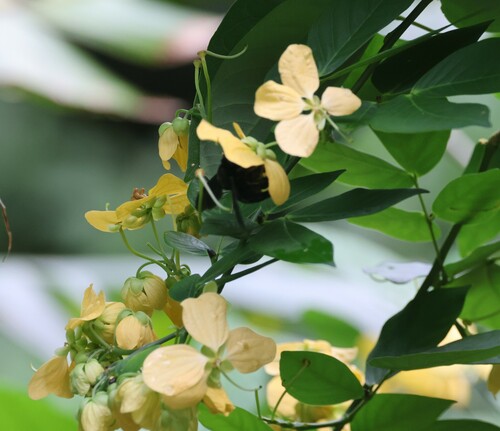 West Indian showertree (Senna bacillaris)