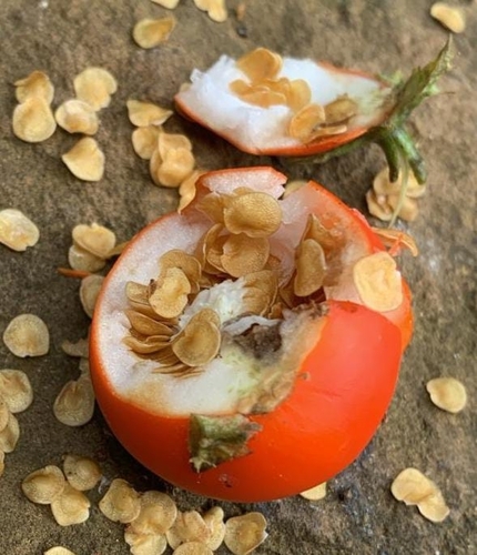 Solanum capsicoides