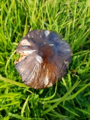 Agaricales