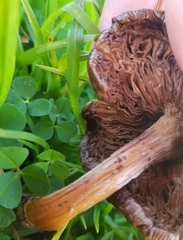 Agaricales