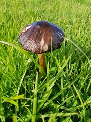Agaricales
