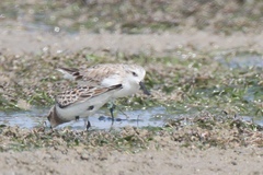 Calidris pygmaea