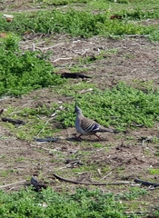 Ocyphaps lophotes