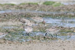 Calidris pygmaea