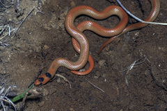 Great Plains Ground Snake photo 2