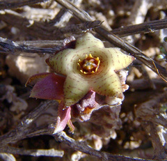 Apteranthes europaea judaica