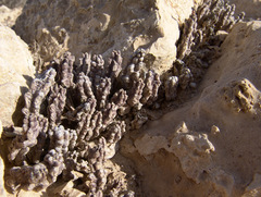 Apteranthes europaea judaica