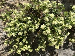 Galium megalospermum