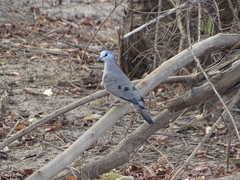 Turtur abyssinicus