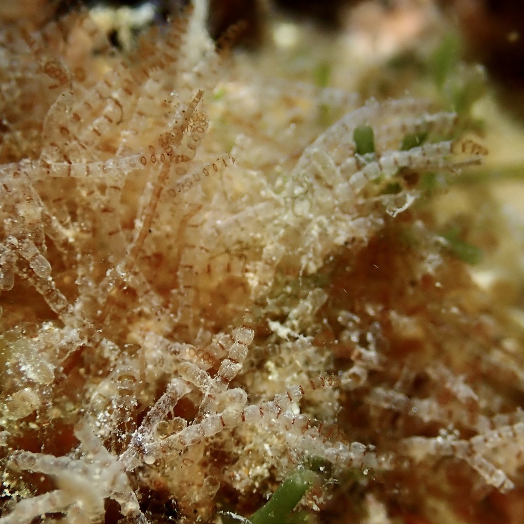 Griffithsia heteromorpha