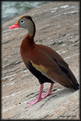 Dendrocygna autumnalis