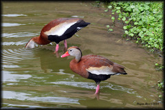 Dendrocygna autumnalis