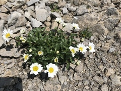 Leucanthemum halleri