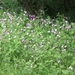 Geranium albanum - Photo (c) mallaliev, alguns direitos reservados (CC BY-NC), uploaded by mallaliev