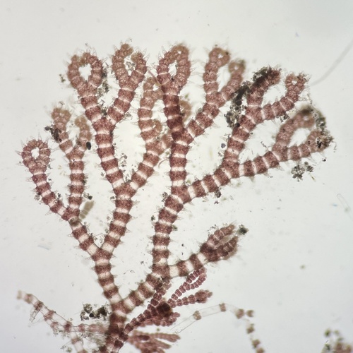 Ceramothamnion dumosertum