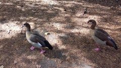 Alopochen aegyptiaca