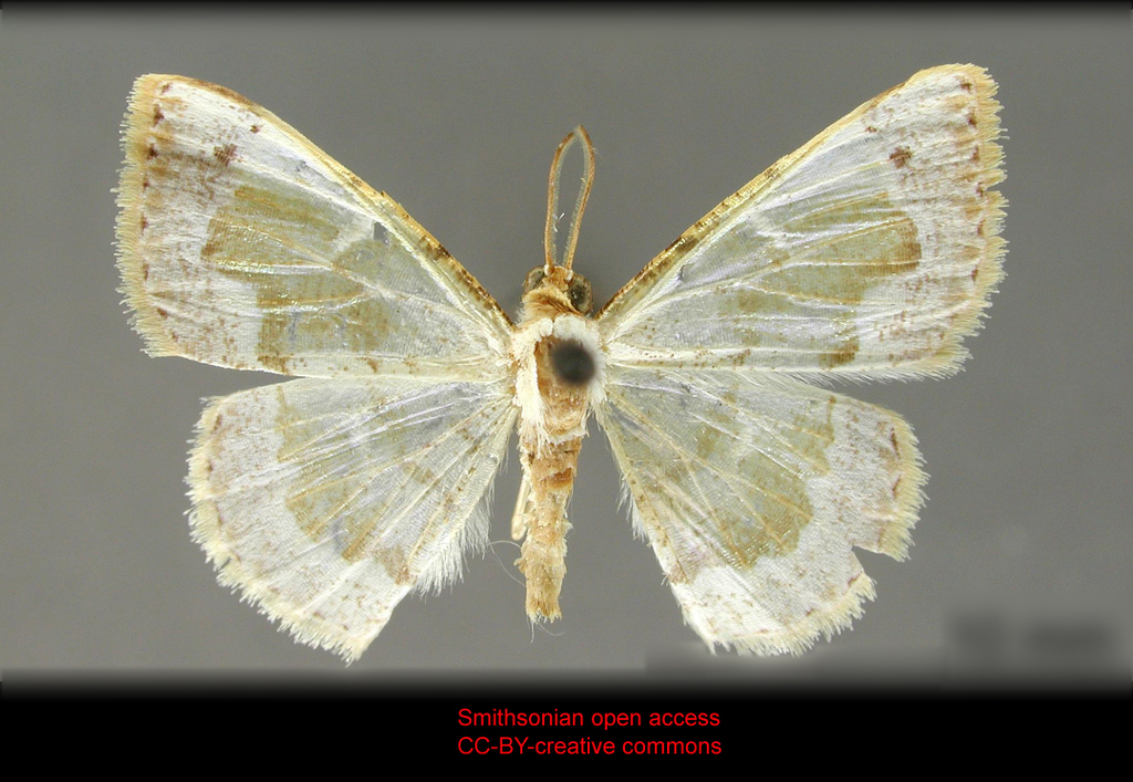 Berberodes impura