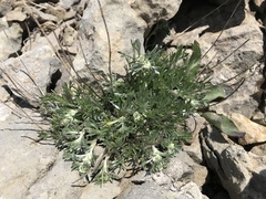 Artemisia umbelliformis