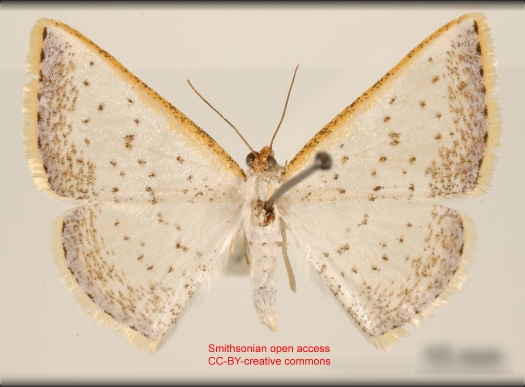 Berberodes serraria