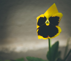 Viola × wittrockiana