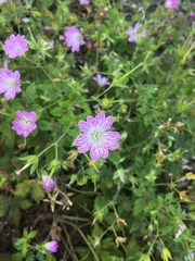Geranium versicolor