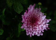 Chrysanthemum