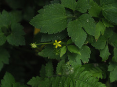 Ranunculus silerifolius