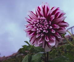 Dahlia pinnata