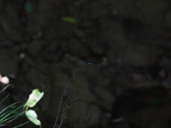 Bayadera brevicauda