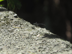 Heliogomphus retroflexus