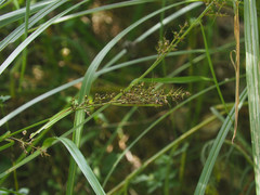 Scleria terrestris