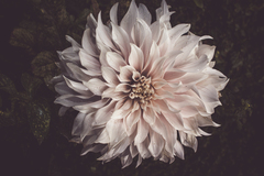 Chrysanthemum